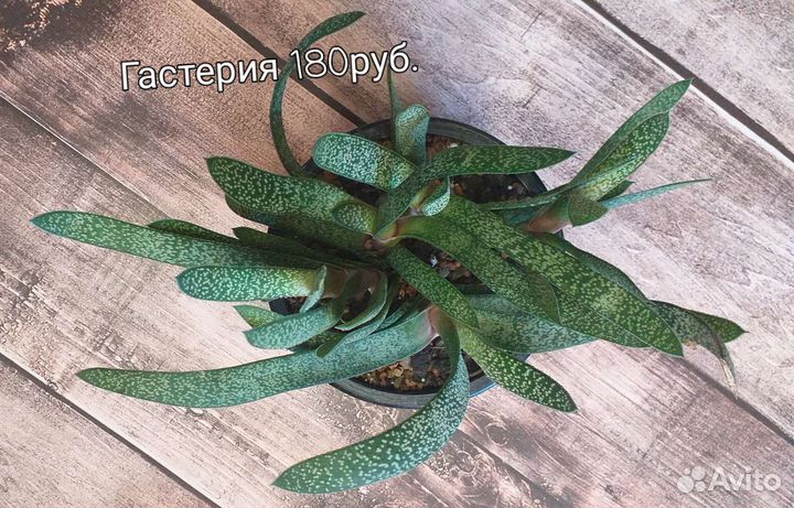 Комнатные меняю на садовые или продам