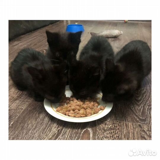 Котята 2,5 месяца мальчики лоток на отлично