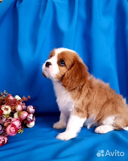 Кавалер Кинг Чарльз спаниель девочка