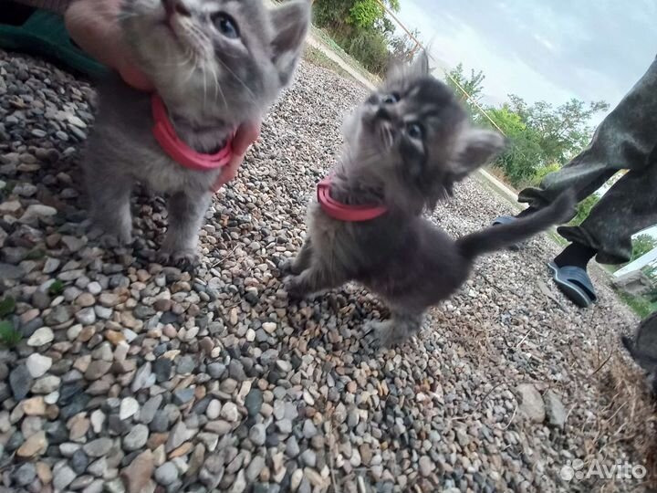 Британская кошка в дар