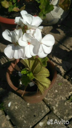 Герань пеларгония разная