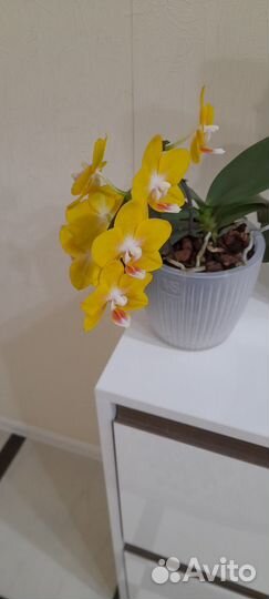 Орхидея фаленопсис