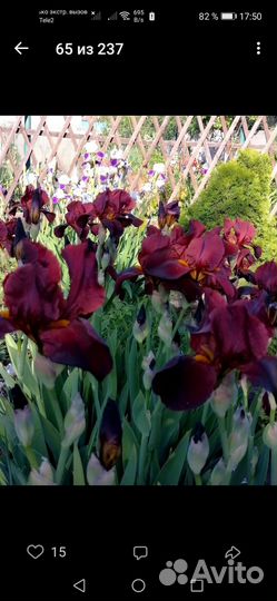 Многолетние садовые цветы