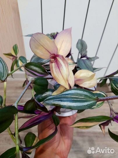 Традесканция