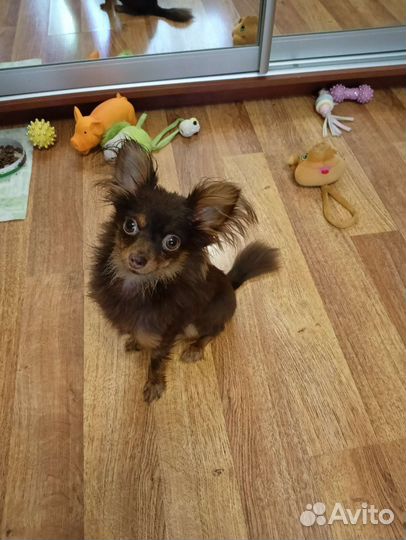 Вязка мини той терьер