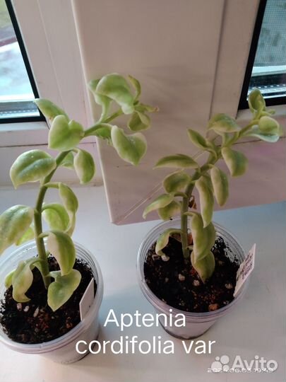 Аптения сердцелистная