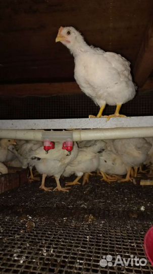С/х птица оптом