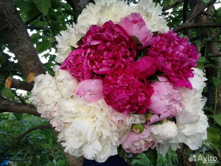 Пионы корни