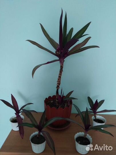 Рео цветок продаю или меняю