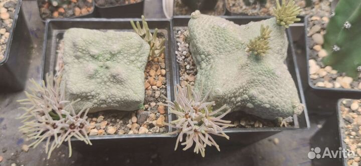 Псевдолитос кубиформис, семена