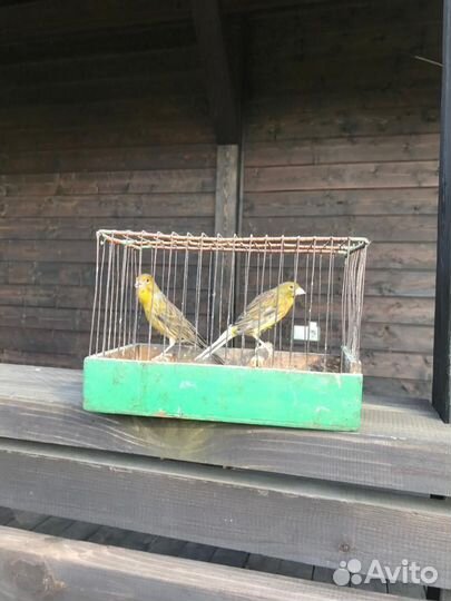 Самка канарейки