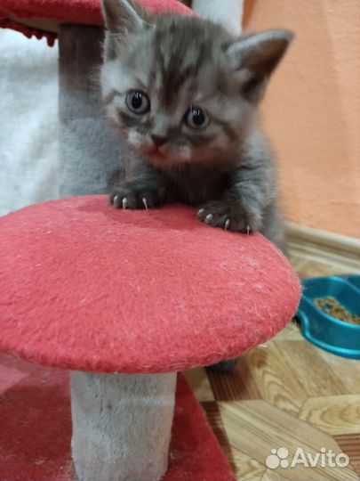 Шотландская