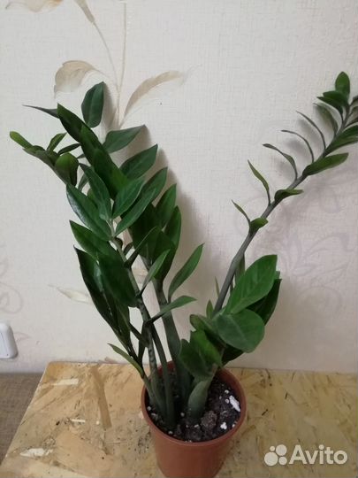 Замиокулькас или долларовое дерево