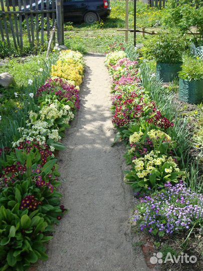 Эхиноцея пурпурная