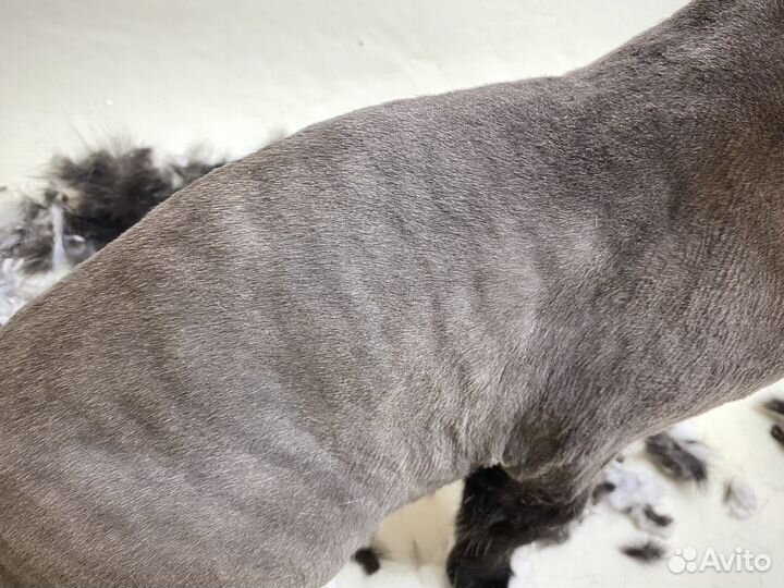 Машинка для стрижки/ бритья животных в аренду