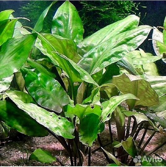 Криптокорина понтедериелистная (Cryptocoryne)
