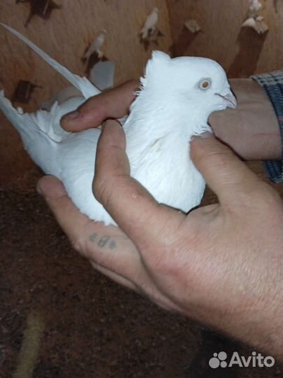 Андежанцы белые