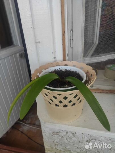 Комнатные растения цветы