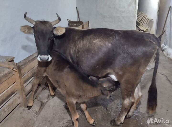 Корова с теленком