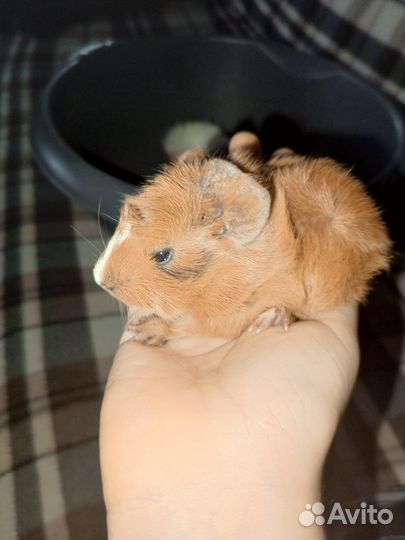 Малышарики морские свинки