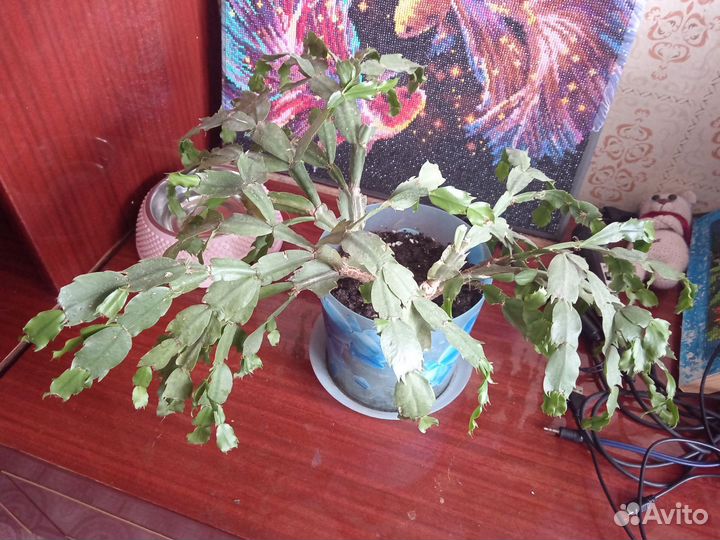 Декабрист красный