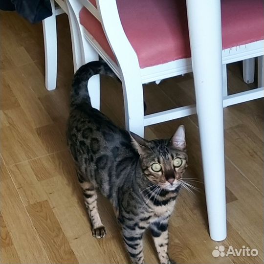 Бенгальского котика продаю