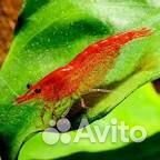 Продам креветки вишня