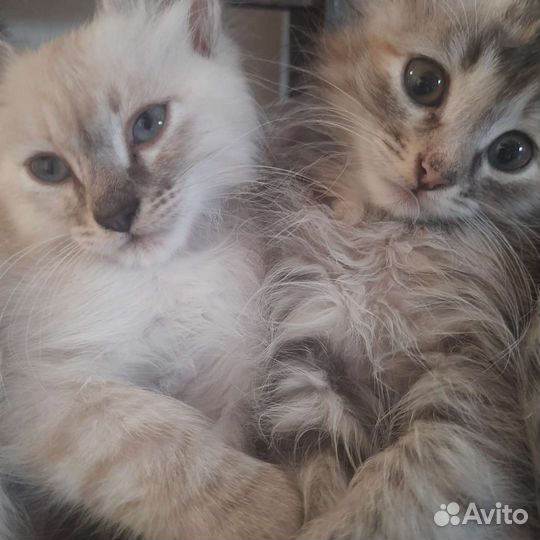 Котики и кошечки в добрые руки