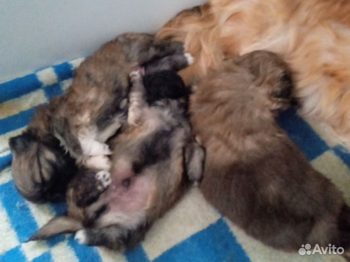 Щенки пекинеса