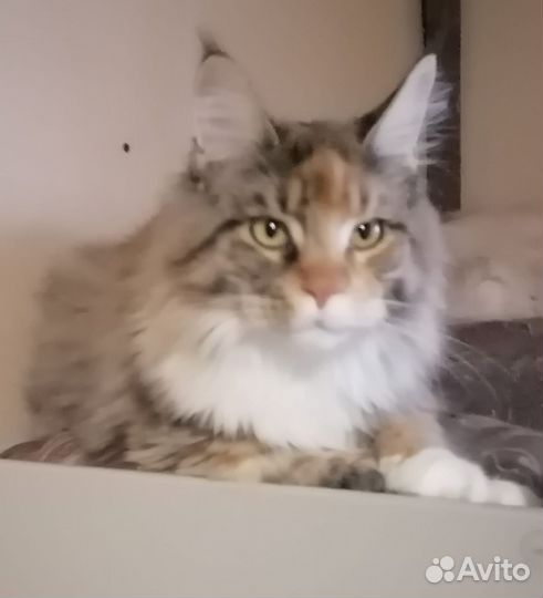 Кошка мейн-кун