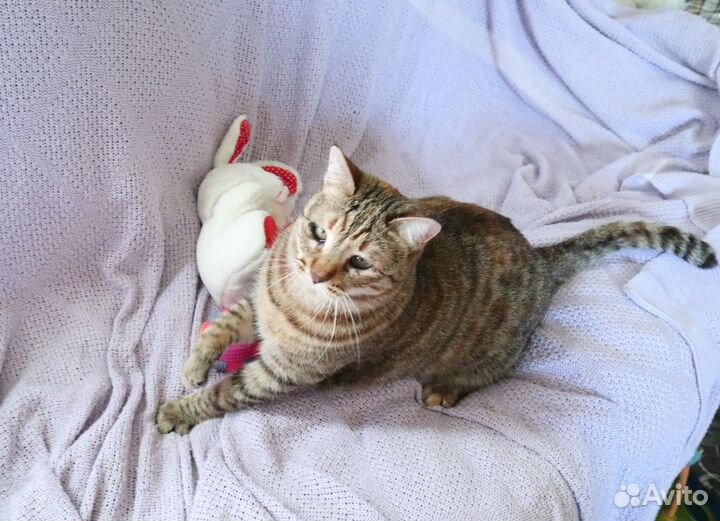 Кошки в добрые руки