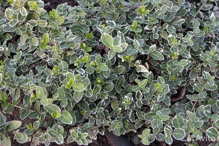 Бересклет форчуна эмеральд голд, эмеральд Гаити