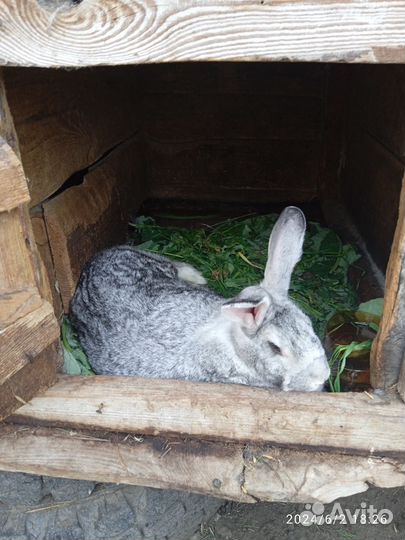 Кролики породы французский баран, фландр