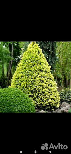 Ель рэйнбоуз энд