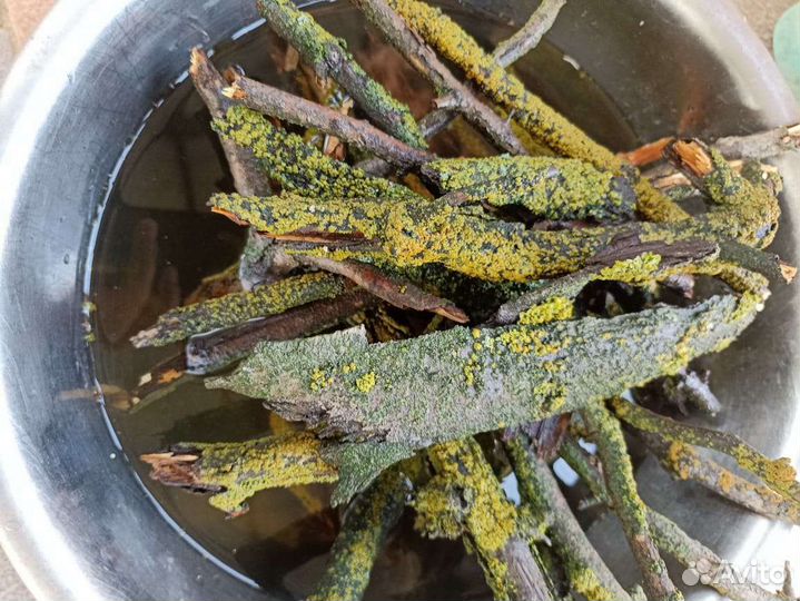 Палочки и кора с лишайником