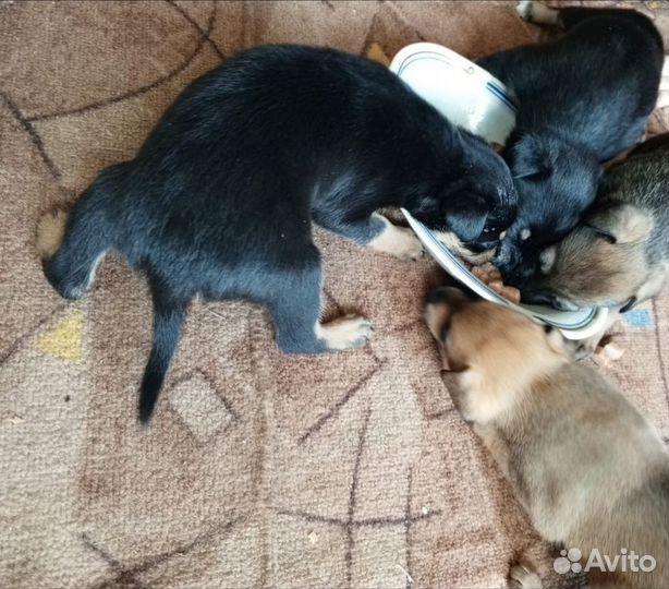 Продам щенков
