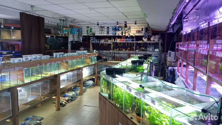Аквариумные рыбки и растения в магазине м.Беляево