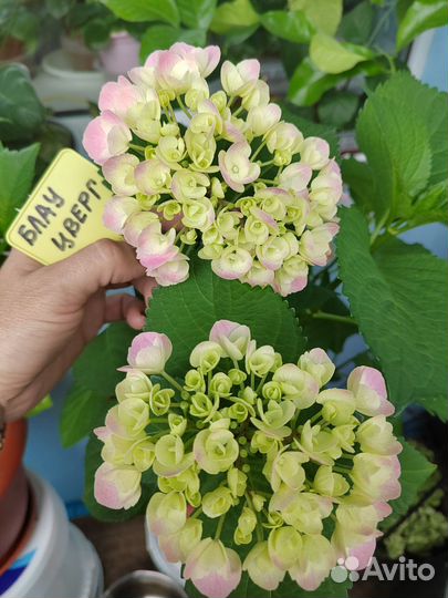 Крупнолистная Гортензия Блау цверг