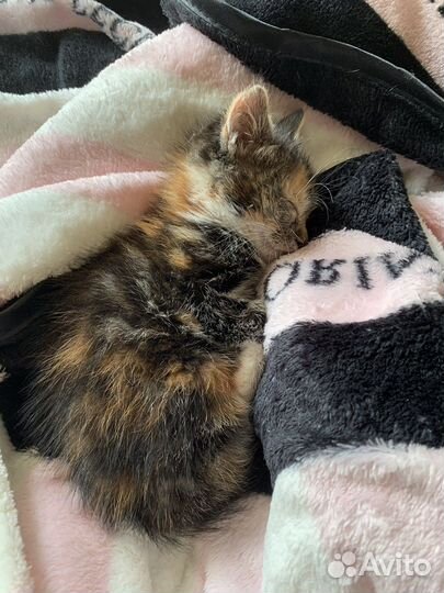 Отдам котенка в добрые руки