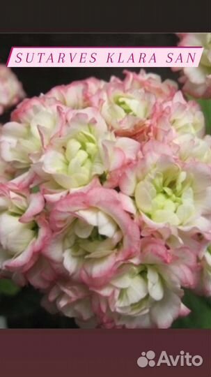 Пеларгонии сортовые