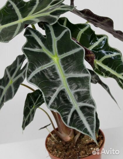 Клубни алоказии Полли