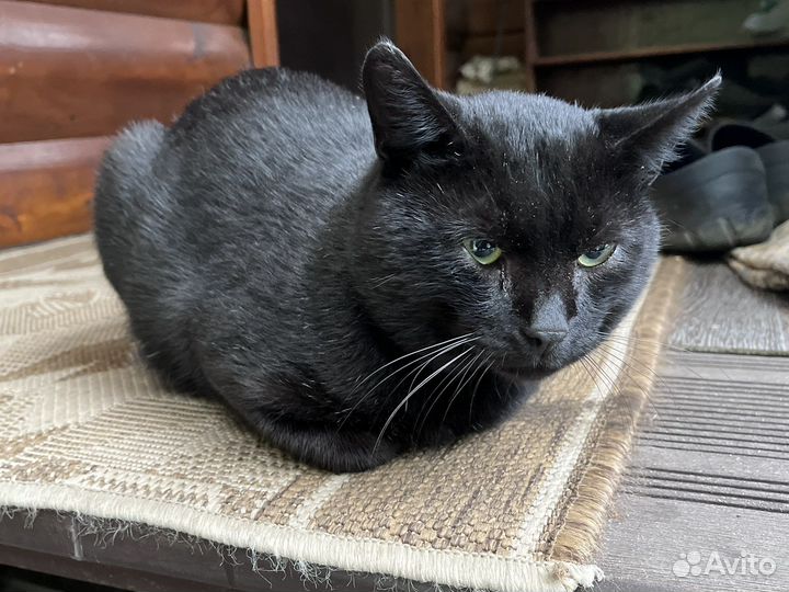 Черный кот в добрые руки
