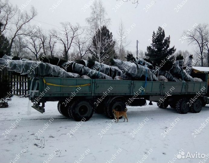 Дерево кедра