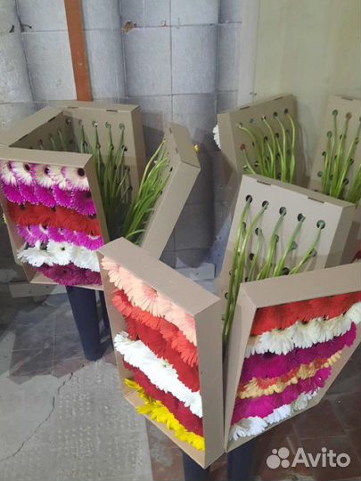 Альстромерия, Гербера Оптом и в Розницу