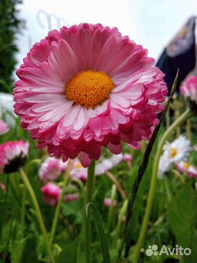 Рассада маргаритки