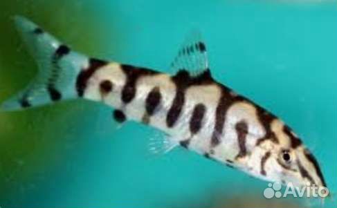 Пресноводные рыбки