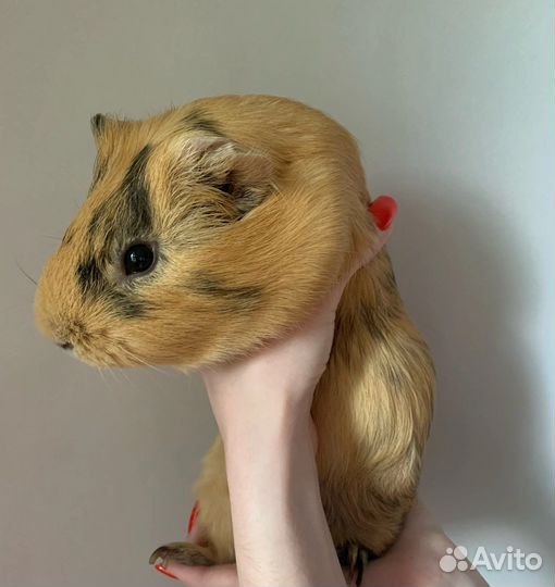 Морская свинка