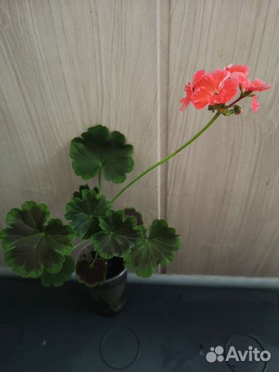 Пеларгония зональная