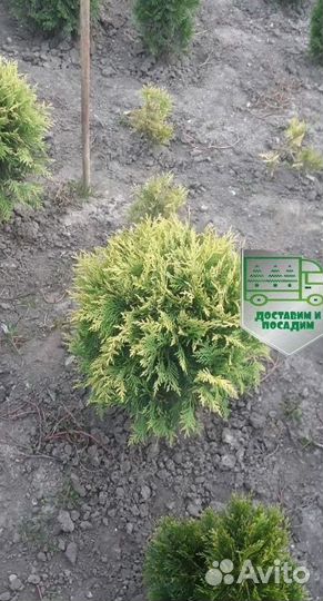 Туя Голден Глоб