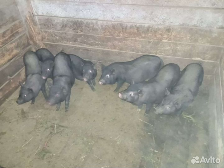 Вьетнамск вислобрюхий поросенок